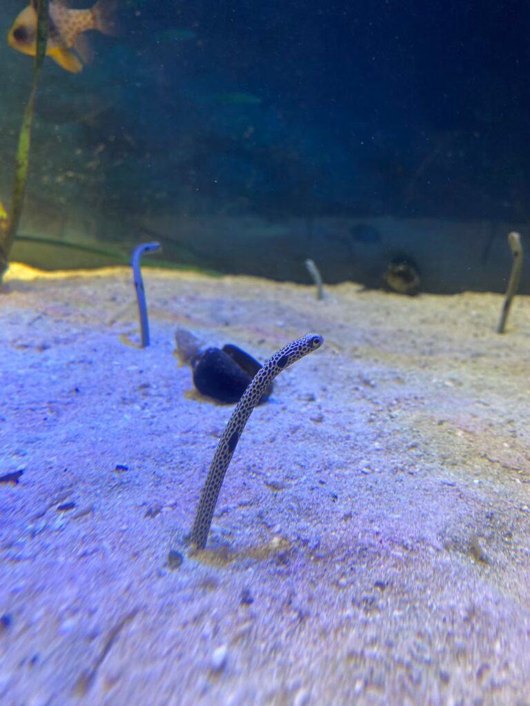 男鹿水族館のチンアナゴ