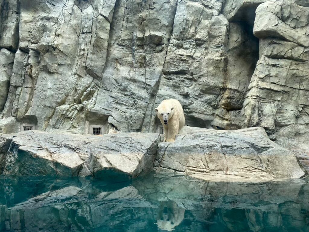 男鹿水族館のシロクマのモモ