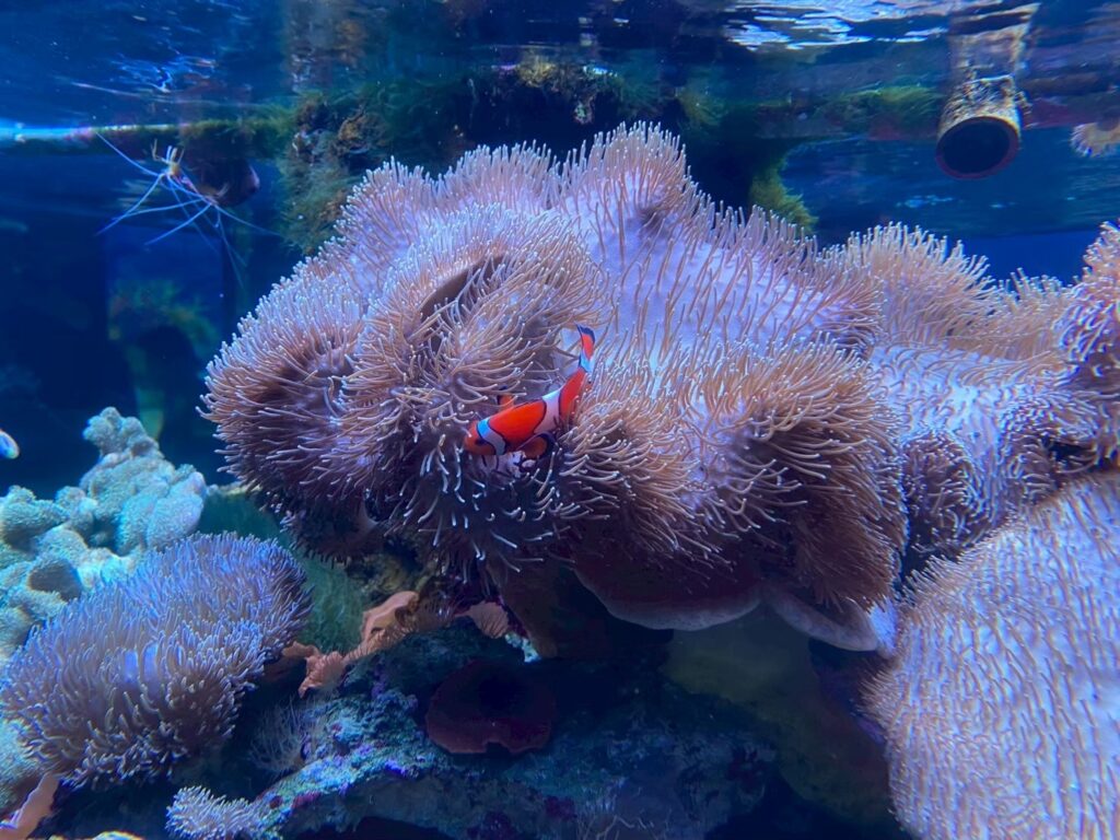 鴨シーの水槽