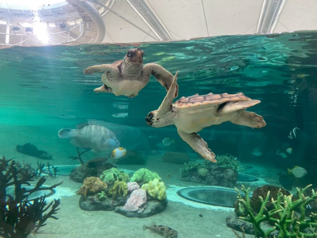 鴨シーのウミガメ