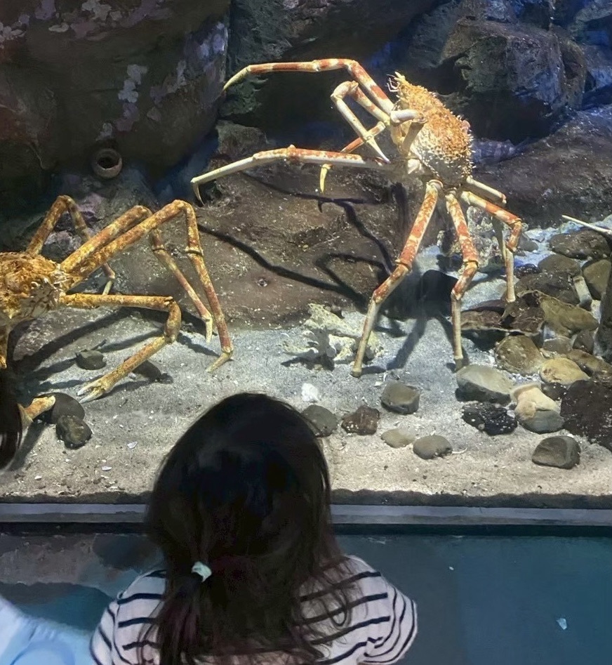 タカアシガニ