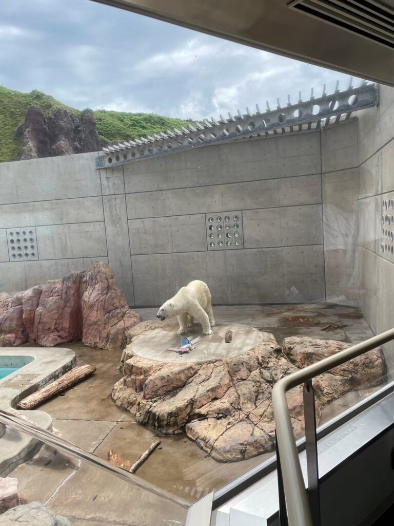 男鹿水族館のシロクマの豪太くん②