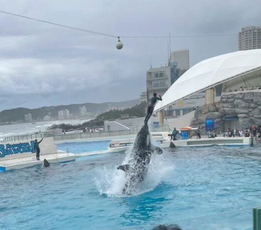シャチショーの様子