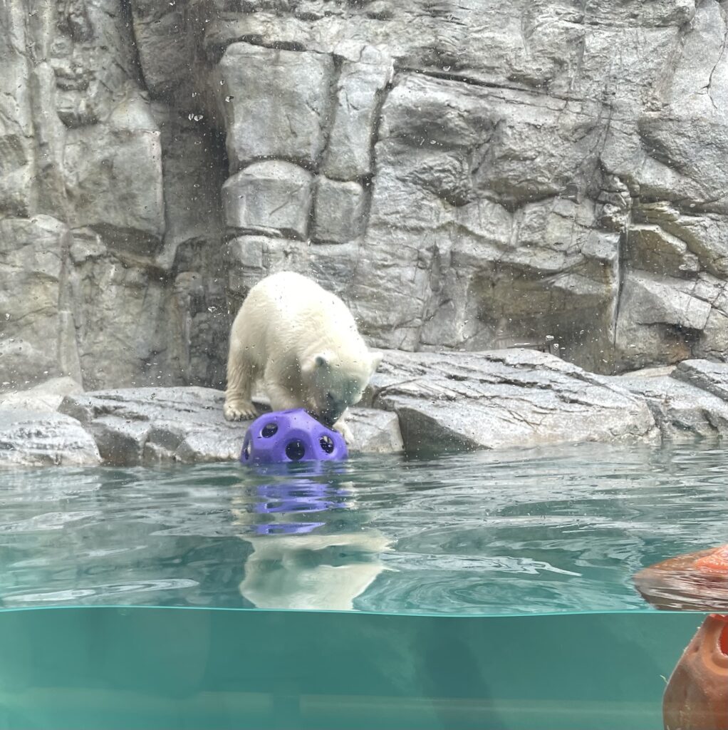 男鹿水族館のシロクマのモモ太