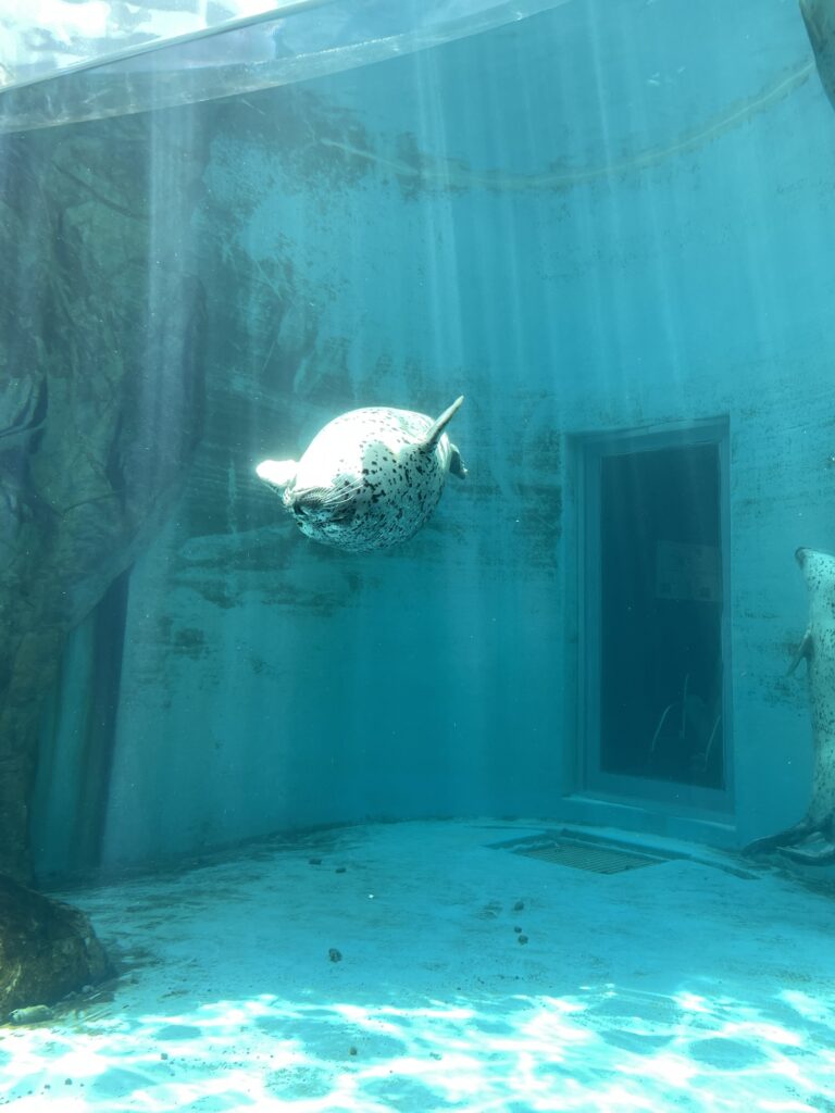 男鹿水族館のアザラシ