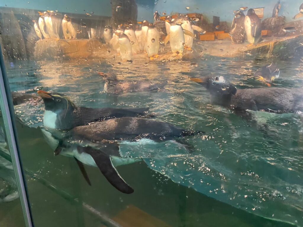 男鹿水族館のペンギン
