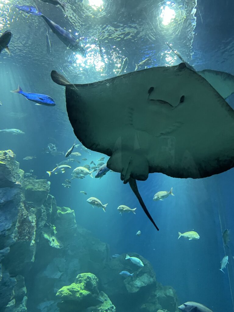 男鹿水族館の水槽