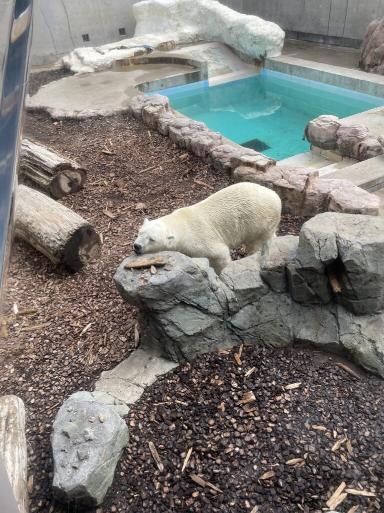 男鹿水族館のシロクマの豪太くん