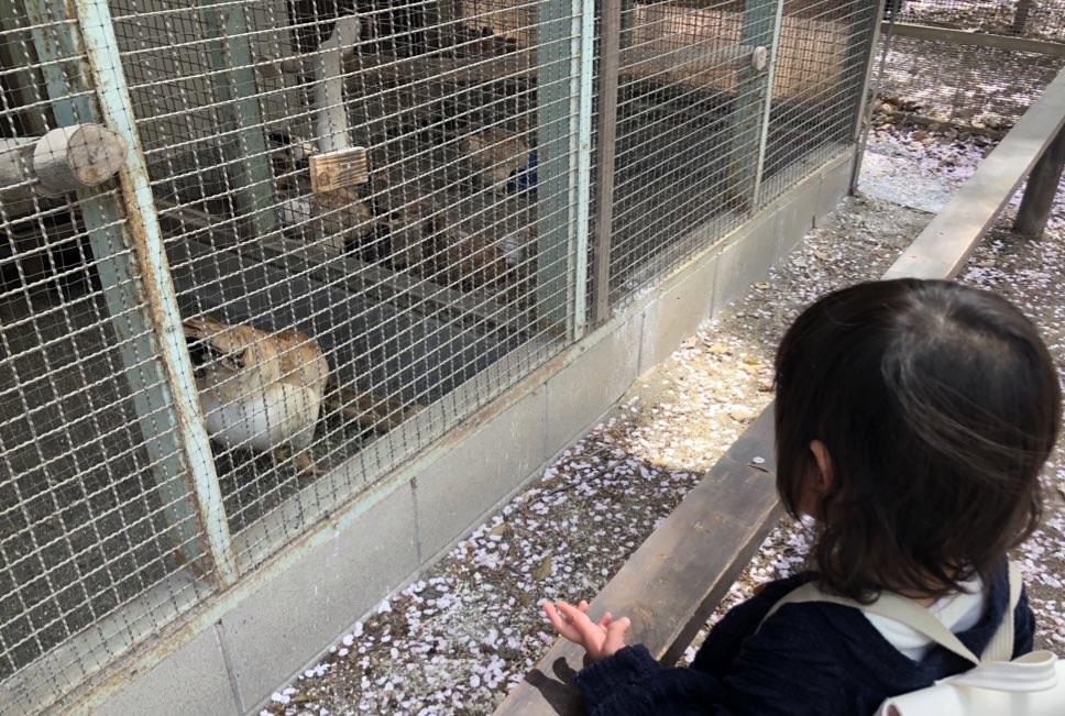 智光山公園こども動物園で動物を見る娘