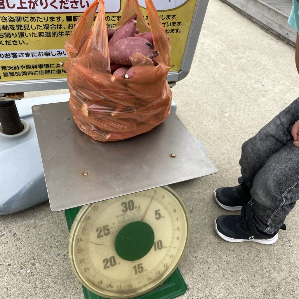 息子さつまいもの詰め放題の結果