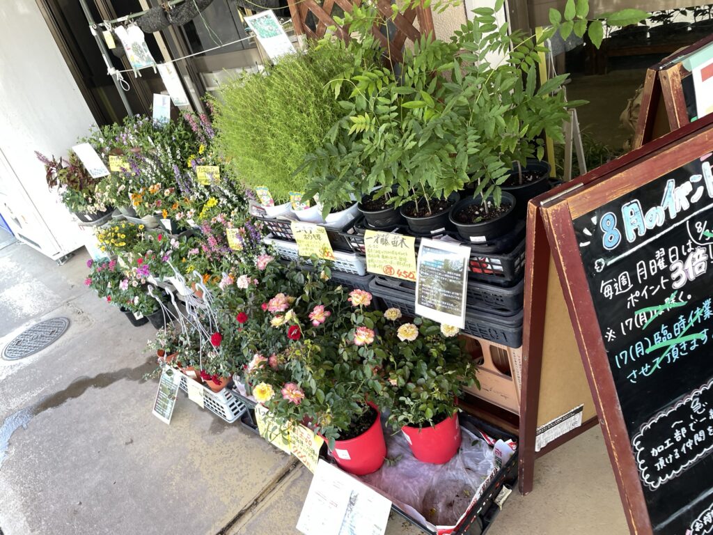 伊佐沼農産物直売所で販売されているお花