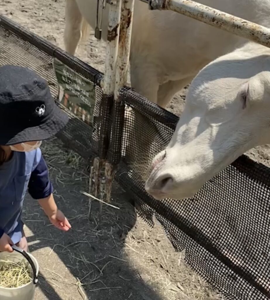 智光山公園こども動物園の餌やり体験