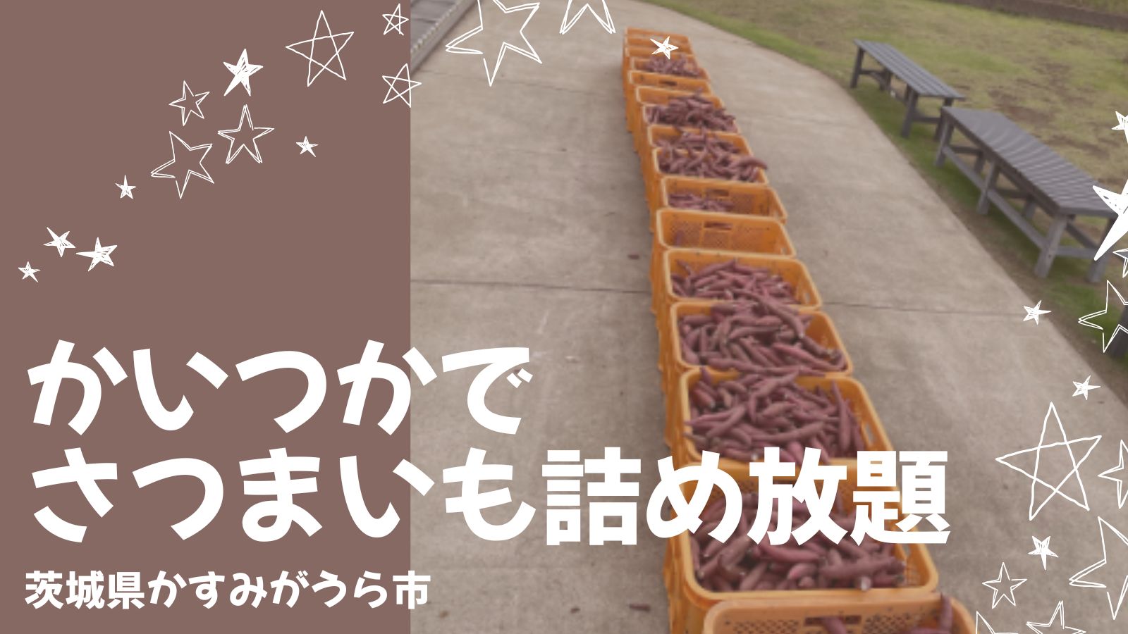 かいつか かすみがうら店でさつまいも詰め放題！子ども2人で約3kgずつ体験